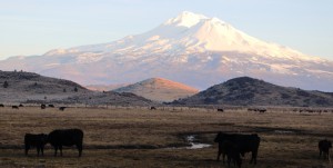 20 doc. Mt. Shasta, 1-26-2016 552